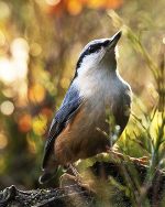 Gründächer fördern die Biodiversität © Adobe Stock/adamikarl Gründächer fördern die Biodiversität